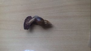 УЛИТКИ АХАТИНЫ содержание/уход.