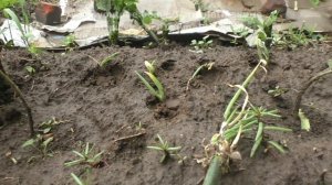 #Лук (ч.15) многолетний на зелень, #ПОСАДКА семян, 20 июня