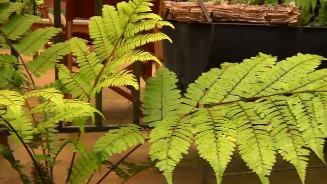 Fern Blog #2 6 Tree Ferns