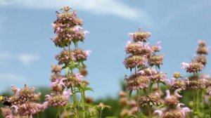 Красивая Расслабляющая Музыка ─ Бансури Флейта, Виолончель, Арфа, Гитара И Фортепиано