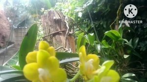 JOY SPRING CANARY floração e cuidados #orquídea #phalaenopsis #joyspringcanary