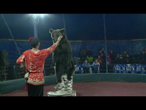 "Цирк-шапито "АРЕНА МАКАО" в Бийске" (Будни, 28.10.16г., Бийское телевидение)