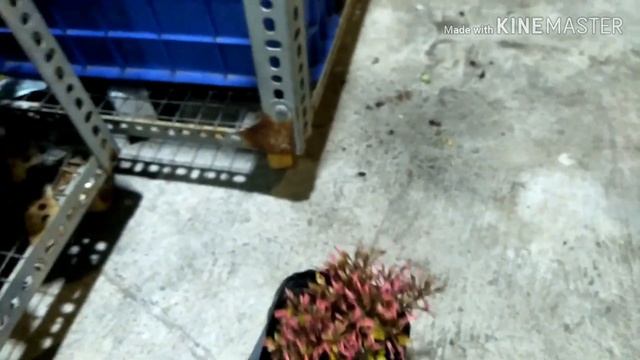 Alternanthera bettzickiana смотреть онлайн