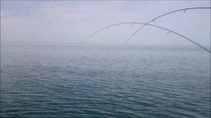 Рыбалка под обстрелом или военный судак Балтийского моря