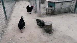 Выбираем правильную породу кур