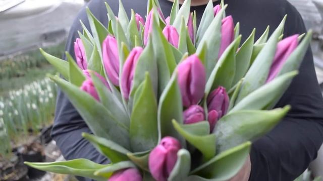 Вирощування тюльпанів. Тюльпан Пурпл Прінс. Tulips Purple Prince / Выращивание тюльпанов
