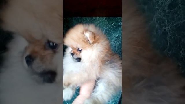 Померанский шпиц,  мини девочка , мишка, 2,5 мес,  в продаже