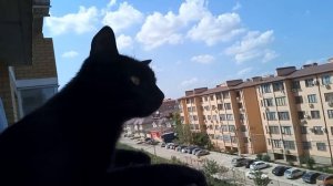 Просто черный кот отдыхает на балконе.