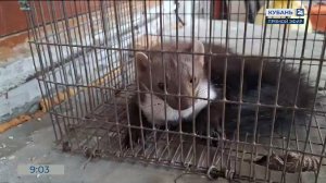 Воровавшую куриц куницу поймали в поселке Пролетарий в Абинском районе