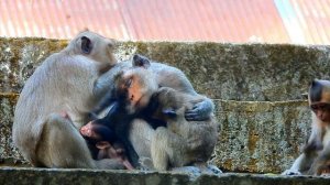 Natural Monkey getting milk#animals#monkey #monkeyfacts #life#monkey  #