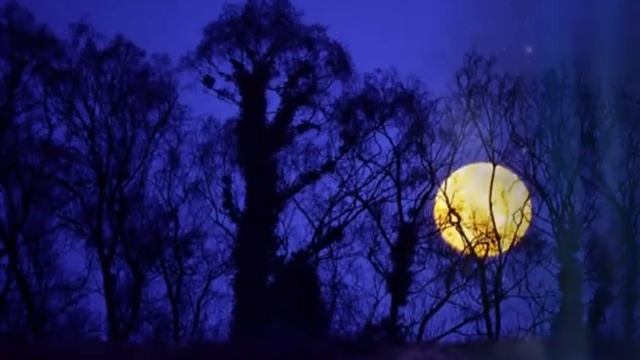 "Колыбельная кошки Моны" смотреть онлайн