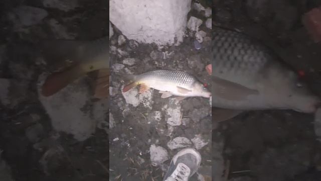 Рабочие бойлы на сазана. Ловля сазана на дону.#клубничныебойлы #поймалсазана #ловлянамакуху смотреть онлайн