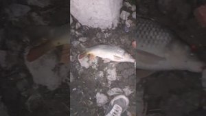 Рабочие бойлы на сазана. Ловля сазана на дону.#клубничныебойлы #поймалсазана #ловлянамакуху