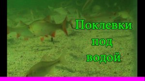 🐟 Поклевки. Ловля на озере на поправочную удочку. Fishing. Подводная съёмка. Рыбалка- как вижу её Я