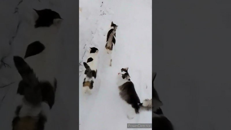 Кошкотварение!!