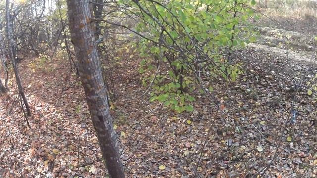 Металла нет!!! История о том как я накопал 40 килограмм..!) смотреть онлайн