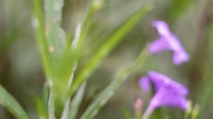 Petunia Purple Flower Shallow Focus FREE STOCK FOOTAGE 1080P FULL HD