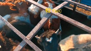 Скотный рынок город Хасавюрт. Нереальные цена. Выгодно ли откормливать бычков?