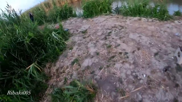 Летняя рыбалка на сазана. смотреть онлайн