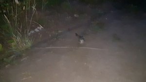 Ловля соловья красношейки