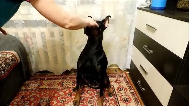 Гигиена добермана . Вытираем лапы и морду/ Doberman wipes his paws. смотреть онлайн