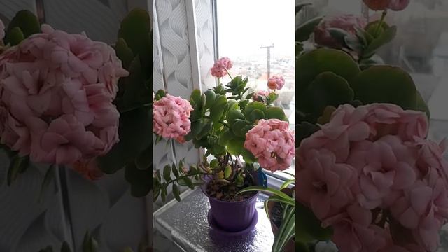 #герань #sardunya #цикломен #etirsah смотреть онлайн