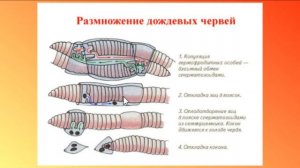 Биология ОГЭ  Выпуск 20  Тип Кольчатые черви