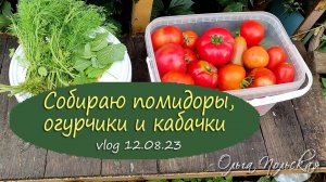 Урожай овощей: помидоры, огурцы, кабачки | Vlog Дача как есть, хроника 12.08.23