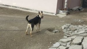 Вео