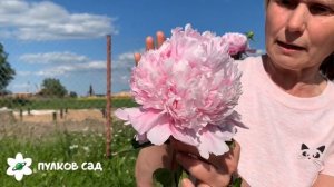 Mons Jules Elie peony. Монс Джулес Эли пион. Пулков сад