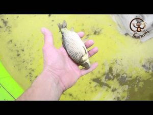 Забавные зверюшки. Караси / Funny little animals. carp