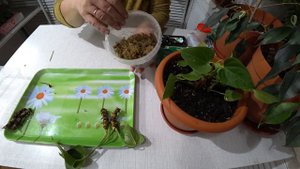 Антуриум, реанимация и наращивание корней🌸