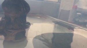 Аксолотли в лотке или мама сказала, что грязная вода!