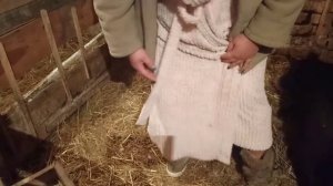 кармалы # порода свиней #