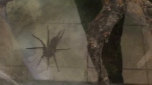 Террариум животные насекомые