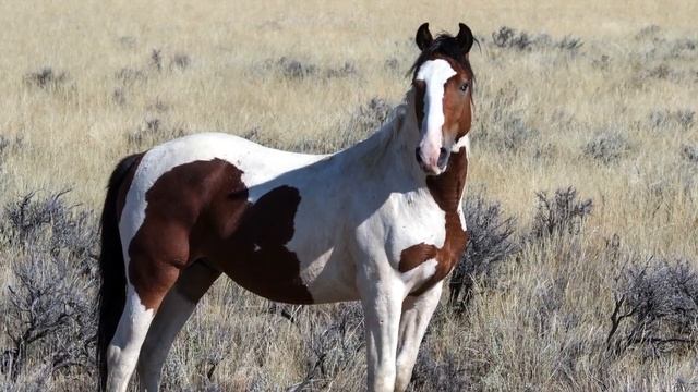 How Native Americans Broke Wild Horses смотреть онлайн