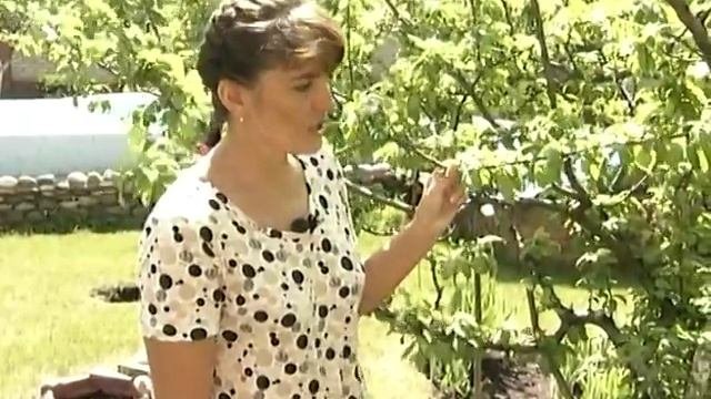 О выращивании сливы. Слива в коробе