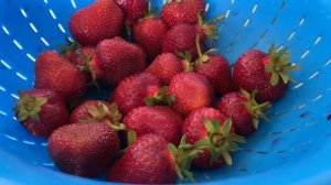 Этой клубникой можно объесться сорт ПЕГАС
