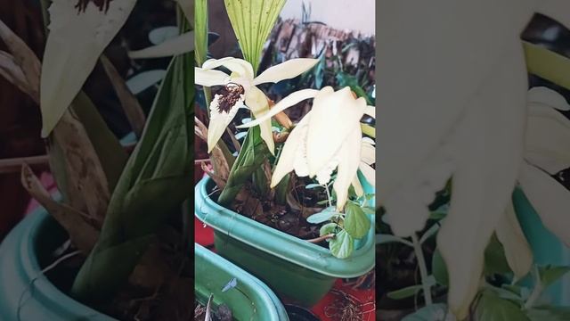 Coelogyne pandurata...Floração  linda e perfumada