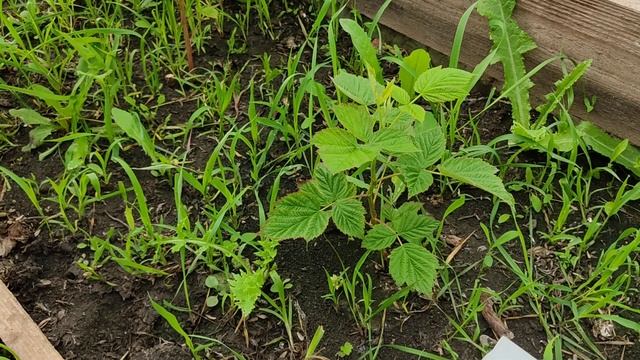 Малина сорт Мария!!! Первая ягода!! смотреть онлайн