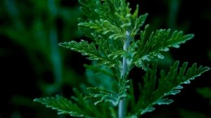 Для возбуждения аппетита необходимо: Как увеличить аппетит? Лекарственные травы и растения. Аптека.