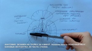 Билет 022. КОНЕЧНЫЙ МОЗГ. БОКОВЫЕ ЖЕЛУДОЧКИ, ИХ ЧАСТИ, СТЕНКИ.