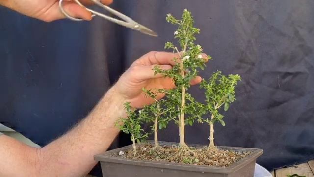 Serissa Foetida (AKA Snow Rose) Bonsai Forest! BoneDry Bonsai смотреть онлайн