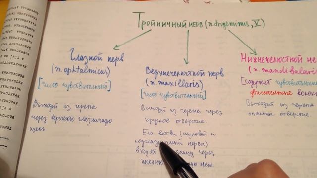 Тройничный нерв. Локализация ядер, основные ветви, области иннервации. Глазной нерв. смотреть онлайн