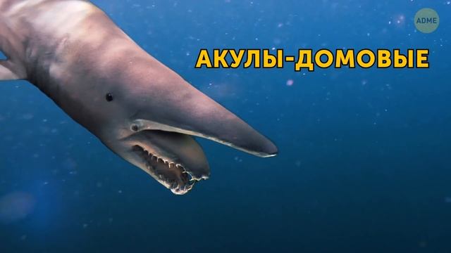 10 глубоководных существ, из-за которых вас будут мучить кошмары!
