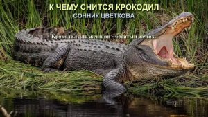 К чему снится крокодил. Сонник Цветкова. Толкование снов.