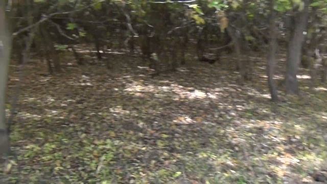 Астраханская грибалка. Гиганские вешенки. смотреть онлайн