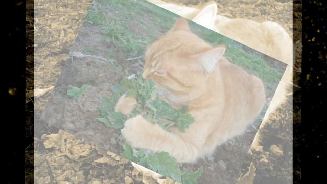 Она не понимала,зачем кот оставляет игрушки в миске с водой.  Дело в их составе, а кот стал гурмано