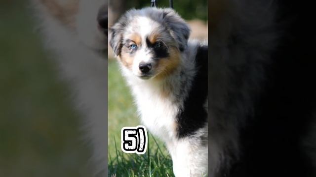 ?угадай породу собаки по щенку?❄️ смотреть онлайн