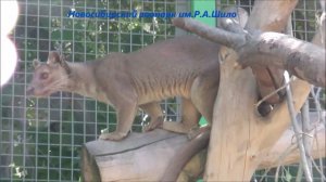 Фосса нашла себе новое развлечение. Наблюдение за тайрой 11.06.2021